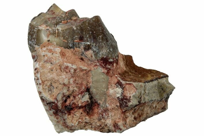 Fossil Oreodont Jaw Section - South Dakota #300282